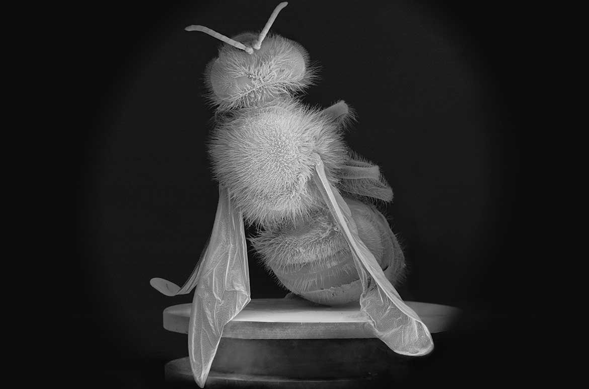 Anne Noble, Aotearoa New Zealand, b. 1954 / Dead Bee Portrait #2 (detail) 2015-16 / Pigment on paper 115 x 91.5cm / Image courtesy: The artist and Two Rooms Gallery, Auckland / © The artist