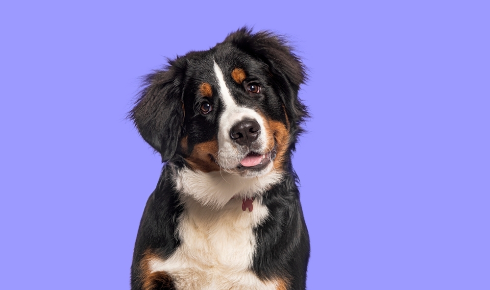 Image Large dog on a purple backdrop representing pets affected by domestic violence restraining order decisions in California.