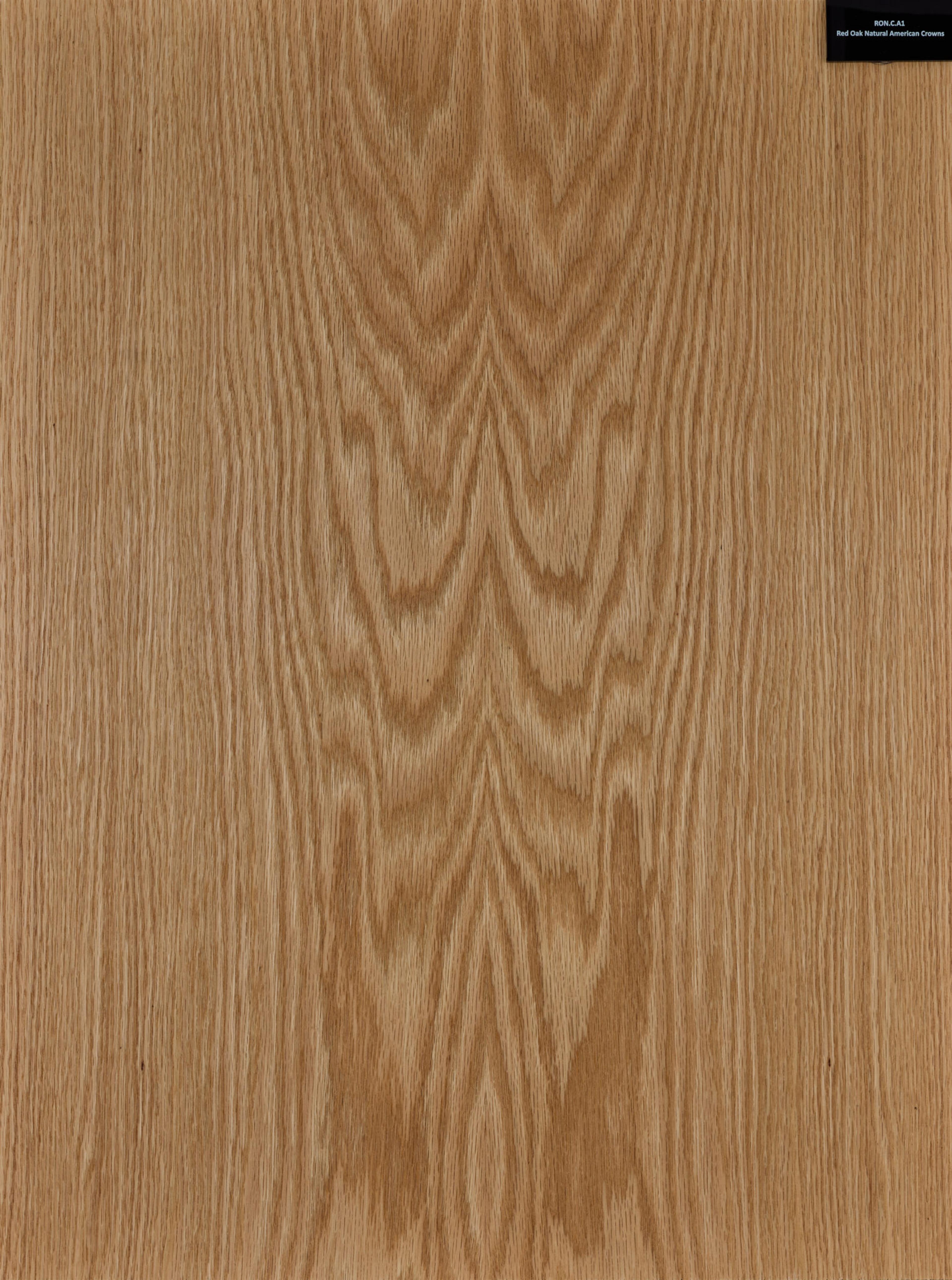 Rimeso druri Red Oak American Crowns