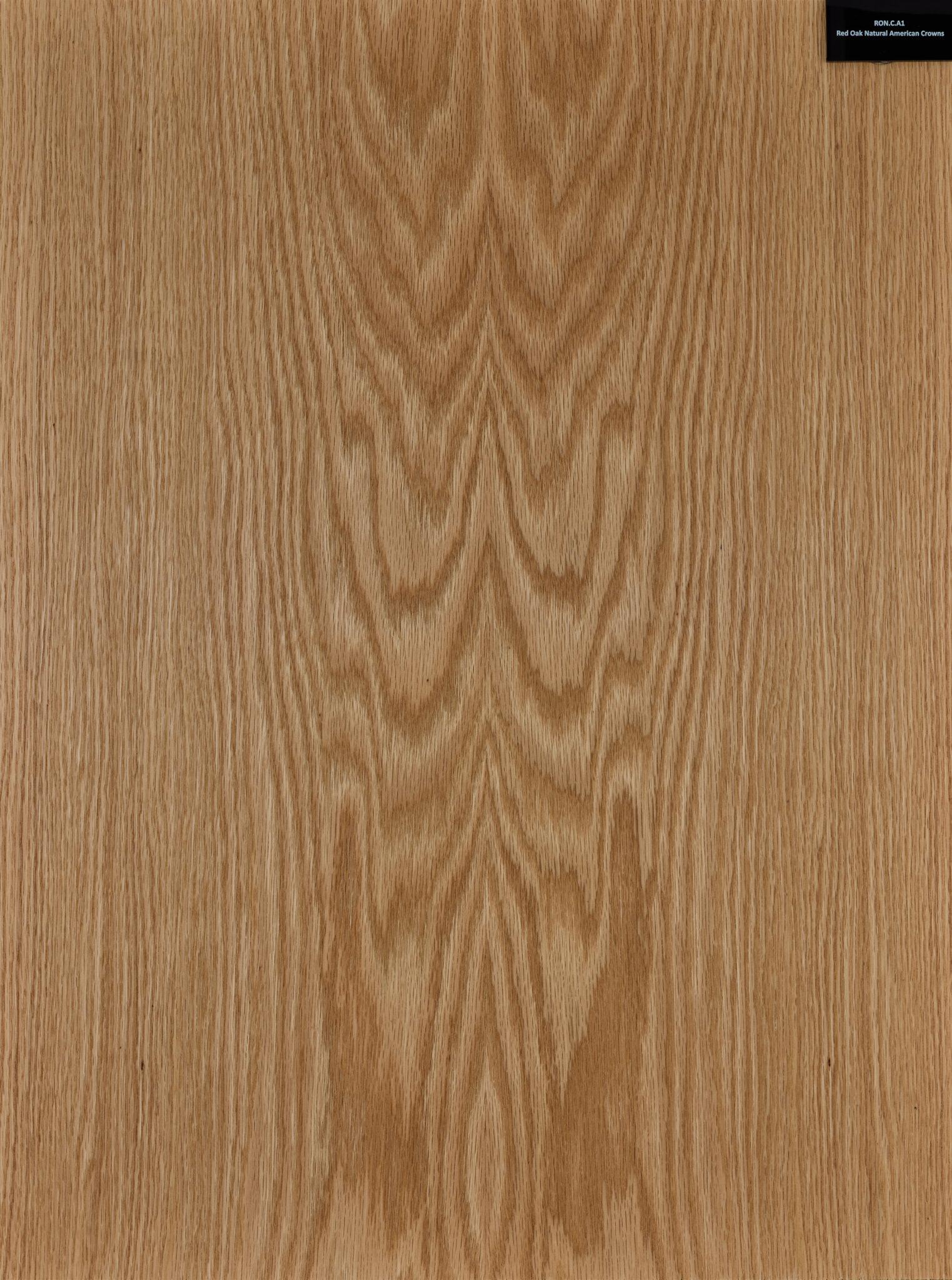 Rimeso druri Red Oak American Crowns