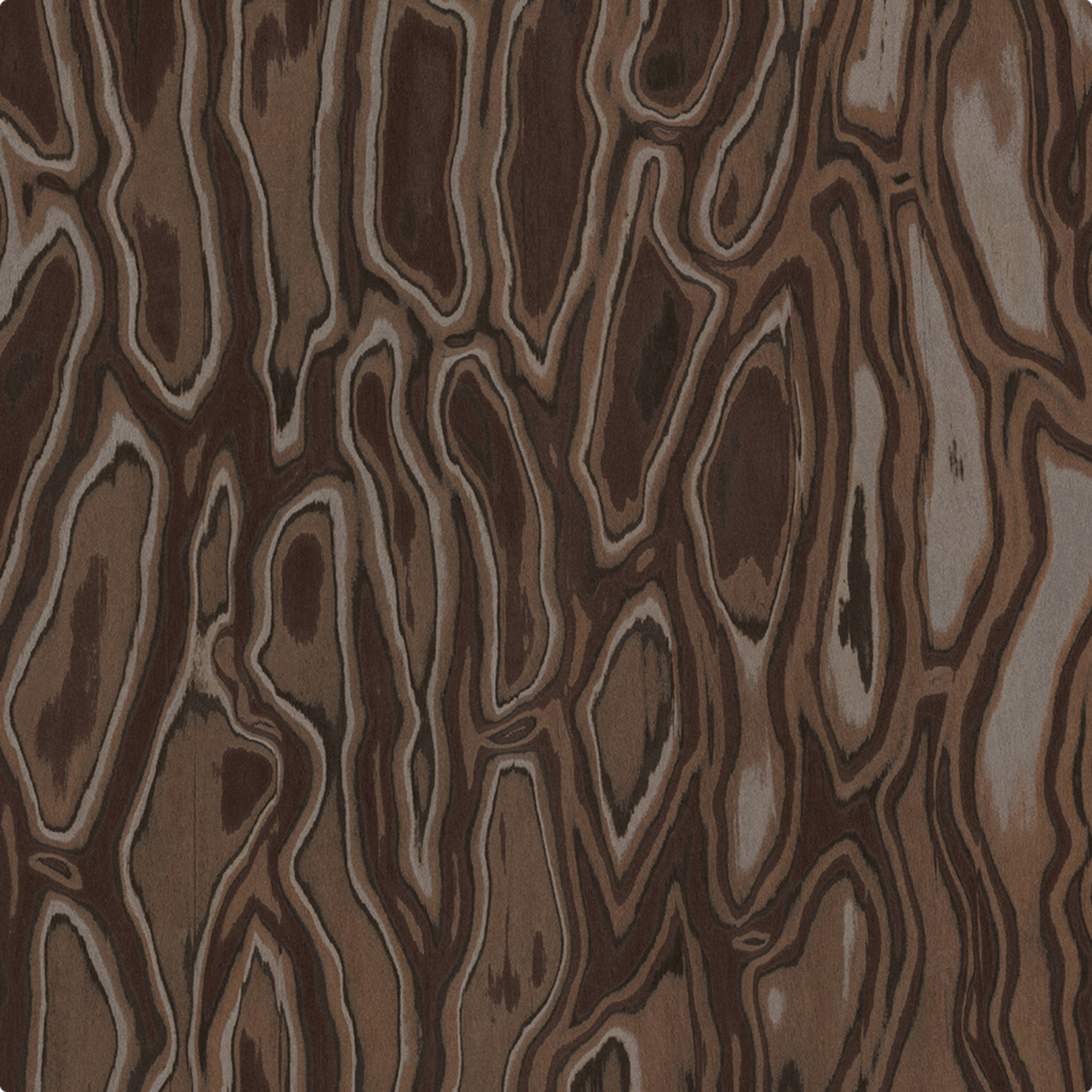 Rimeso druri Maritime Pine