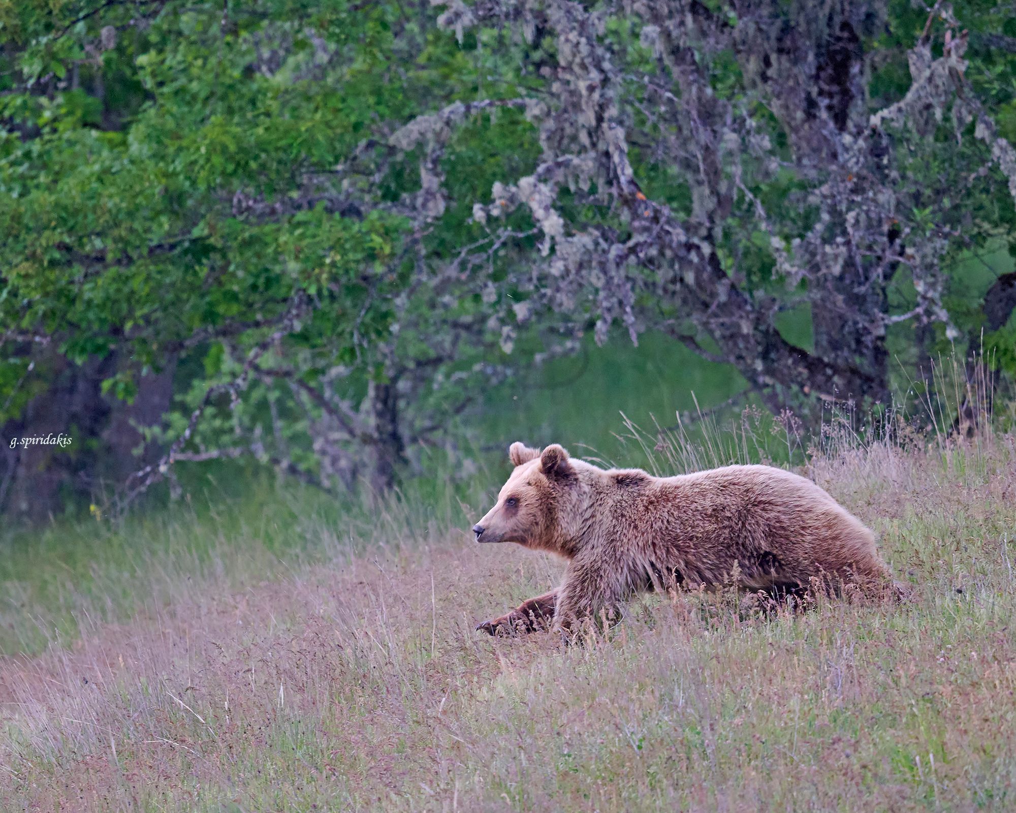 A brown bear moving through remote mountain forest in its own habitat.