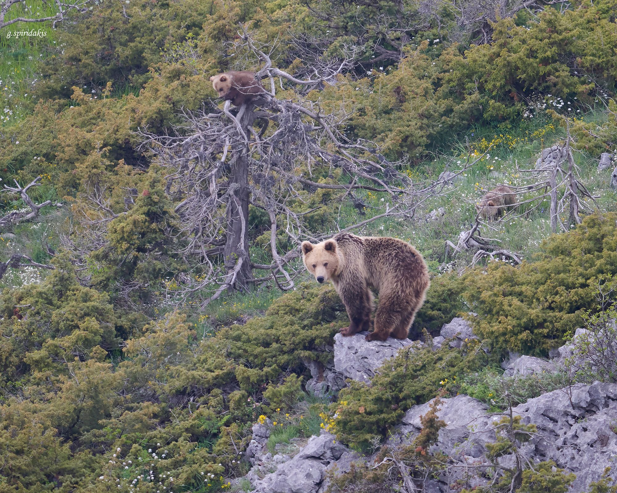 A picture of a brown bear with it's cub.