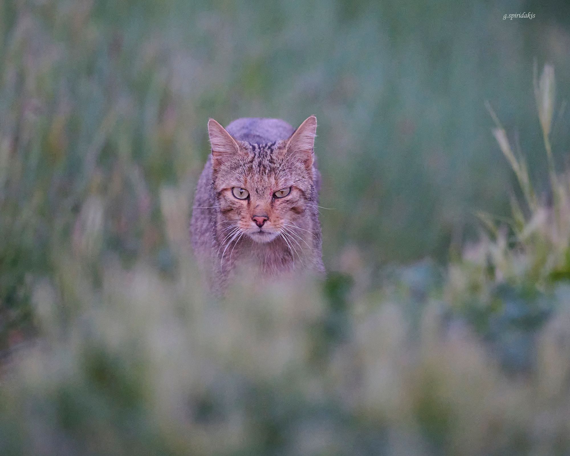Mammal watching & general wildlife watching tours