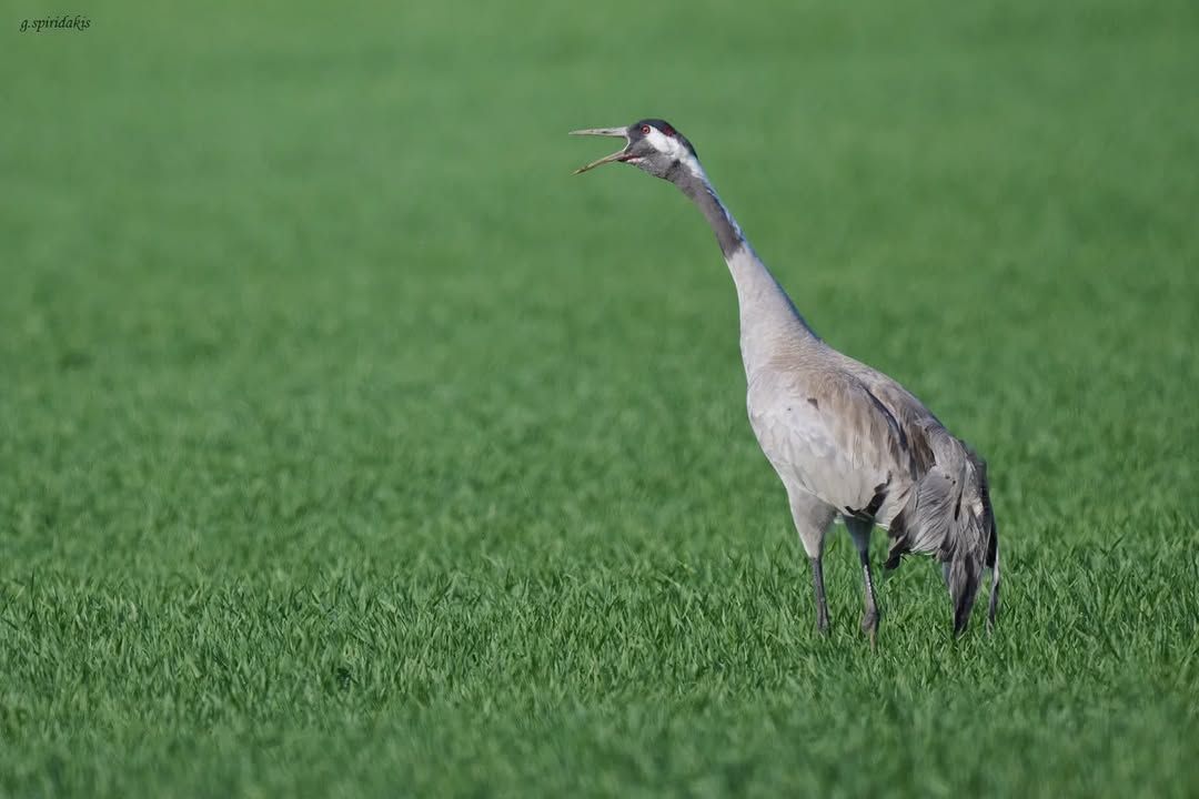 Specialised birdwatching tours