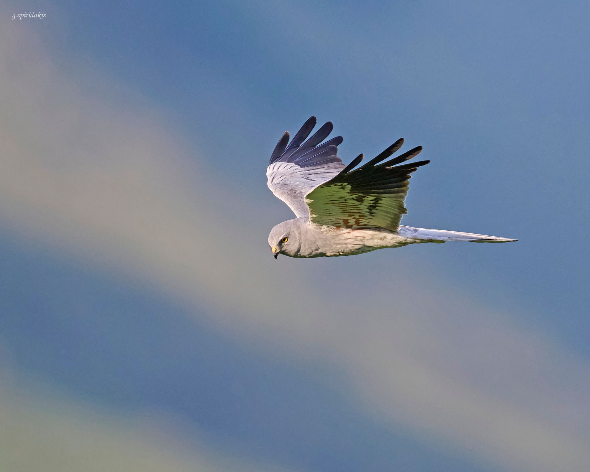 Falcon flying