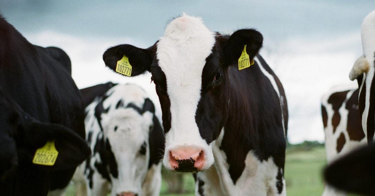 Auckland BioSciences: Empowering Global Health from a Kiwi Lab