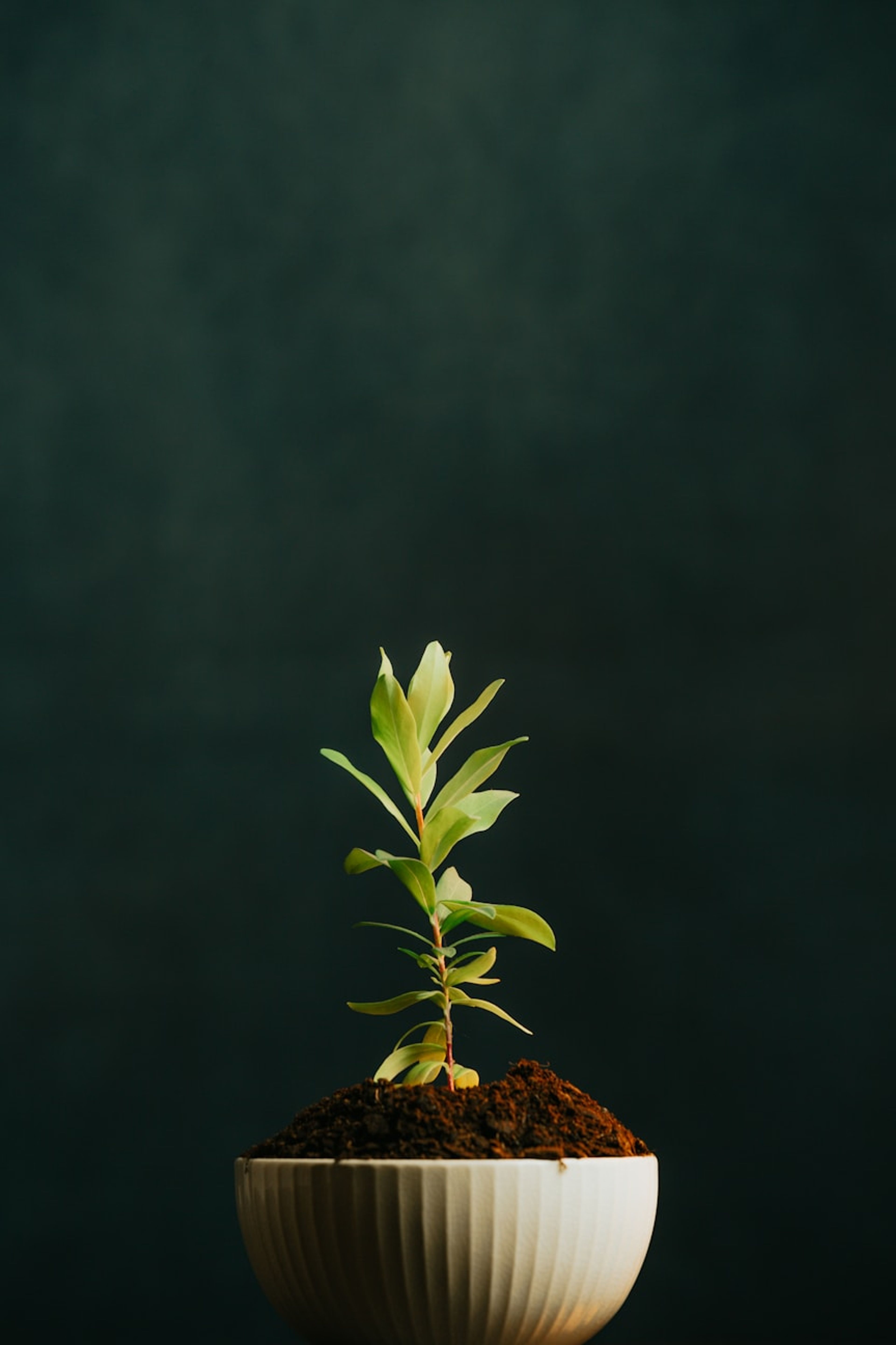 Seedling in a white pot