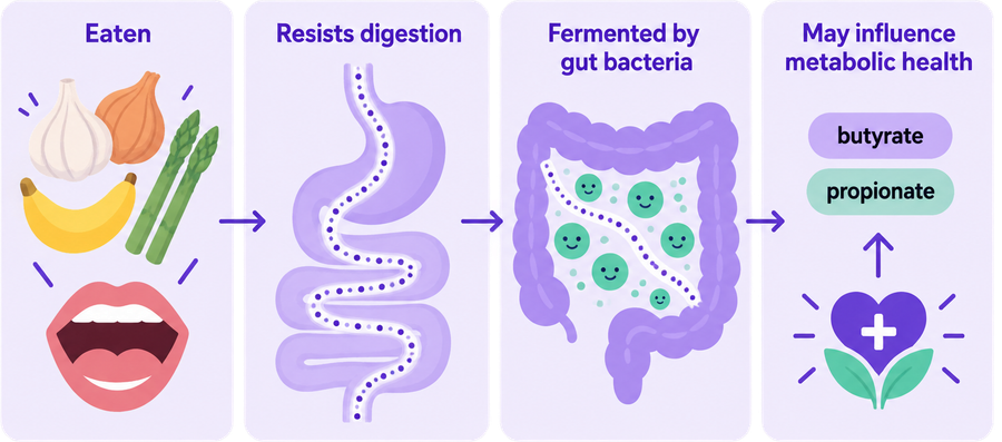 Four stages of prebiotic fiber through the gut: eaten from foods like garlic, onion, banana and asparagus; resists digestion in the stomach and small intestine; fermented by gut bacteria in the colon; produces butyrate and propionate, which may influence metabolic health