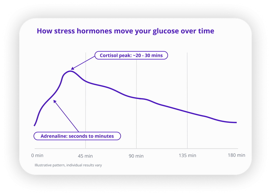How stress hormones move your glucose over time