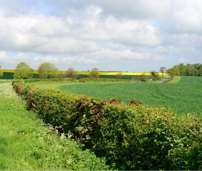 Image of a hedge row