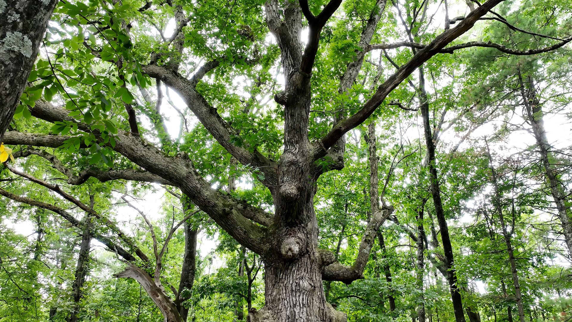 Rupert The Oak Tree
