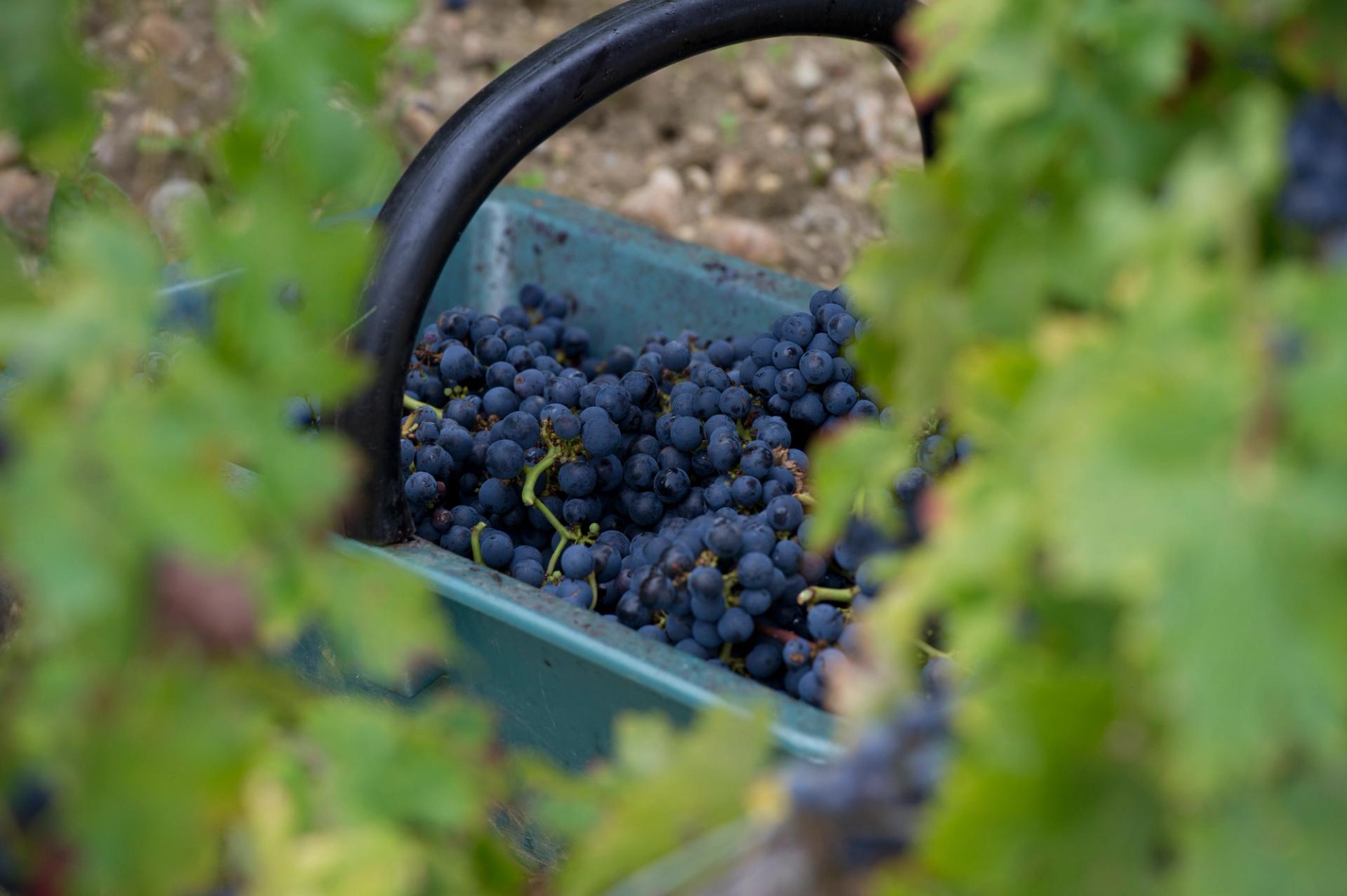 Grand cru bordelais