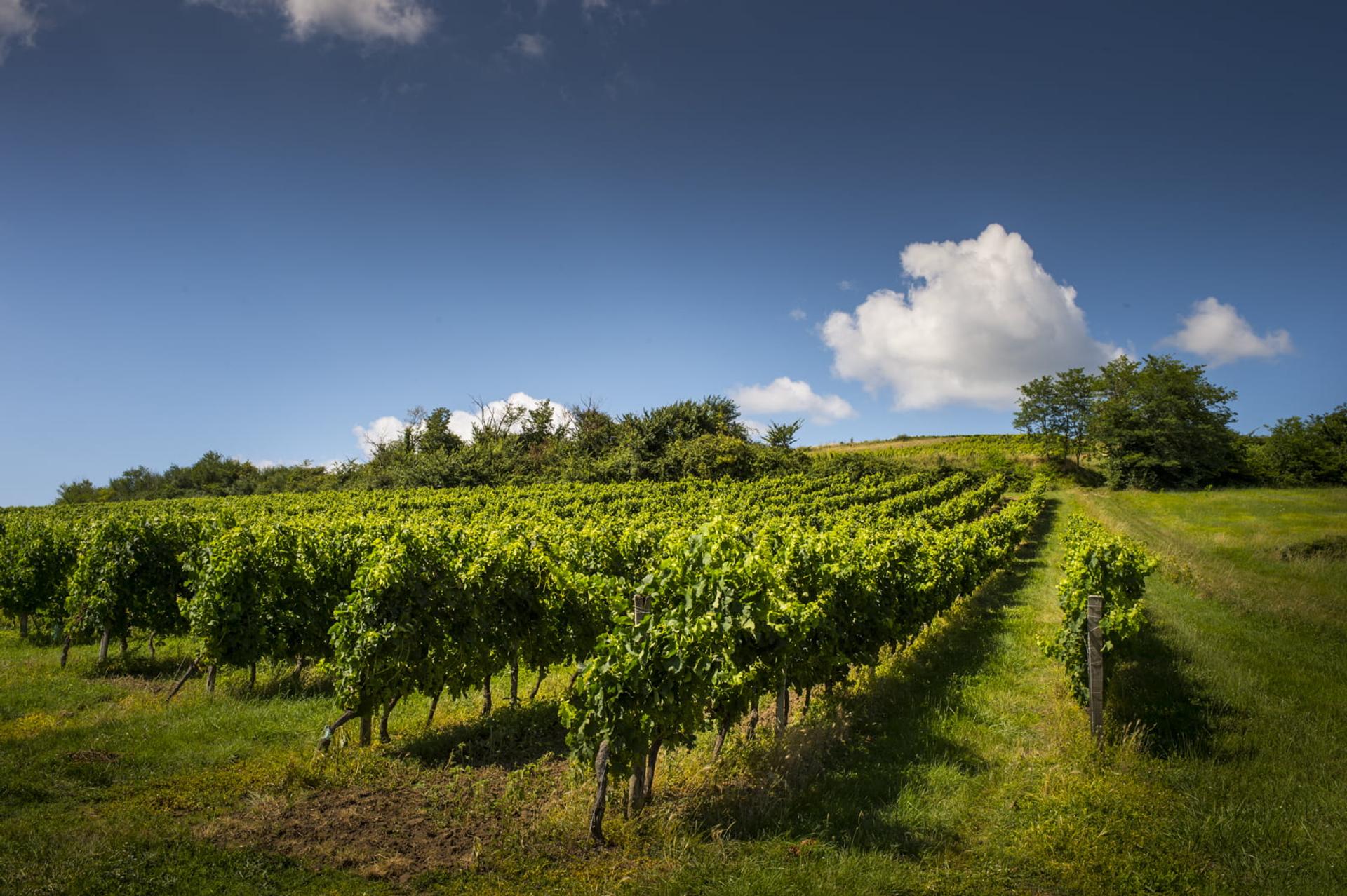 château PONTET BEL AIR