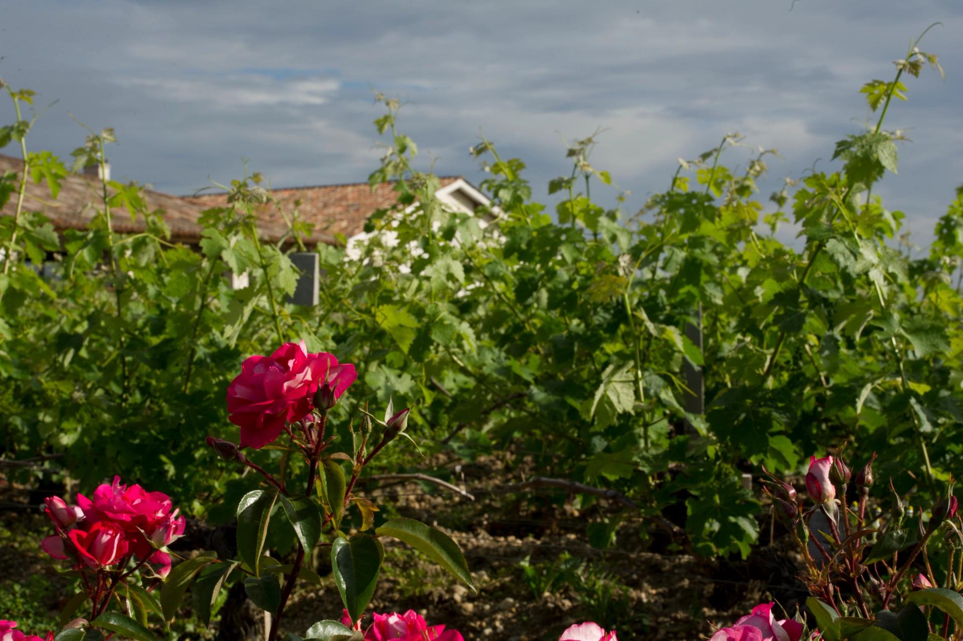 Grand cru bordelais