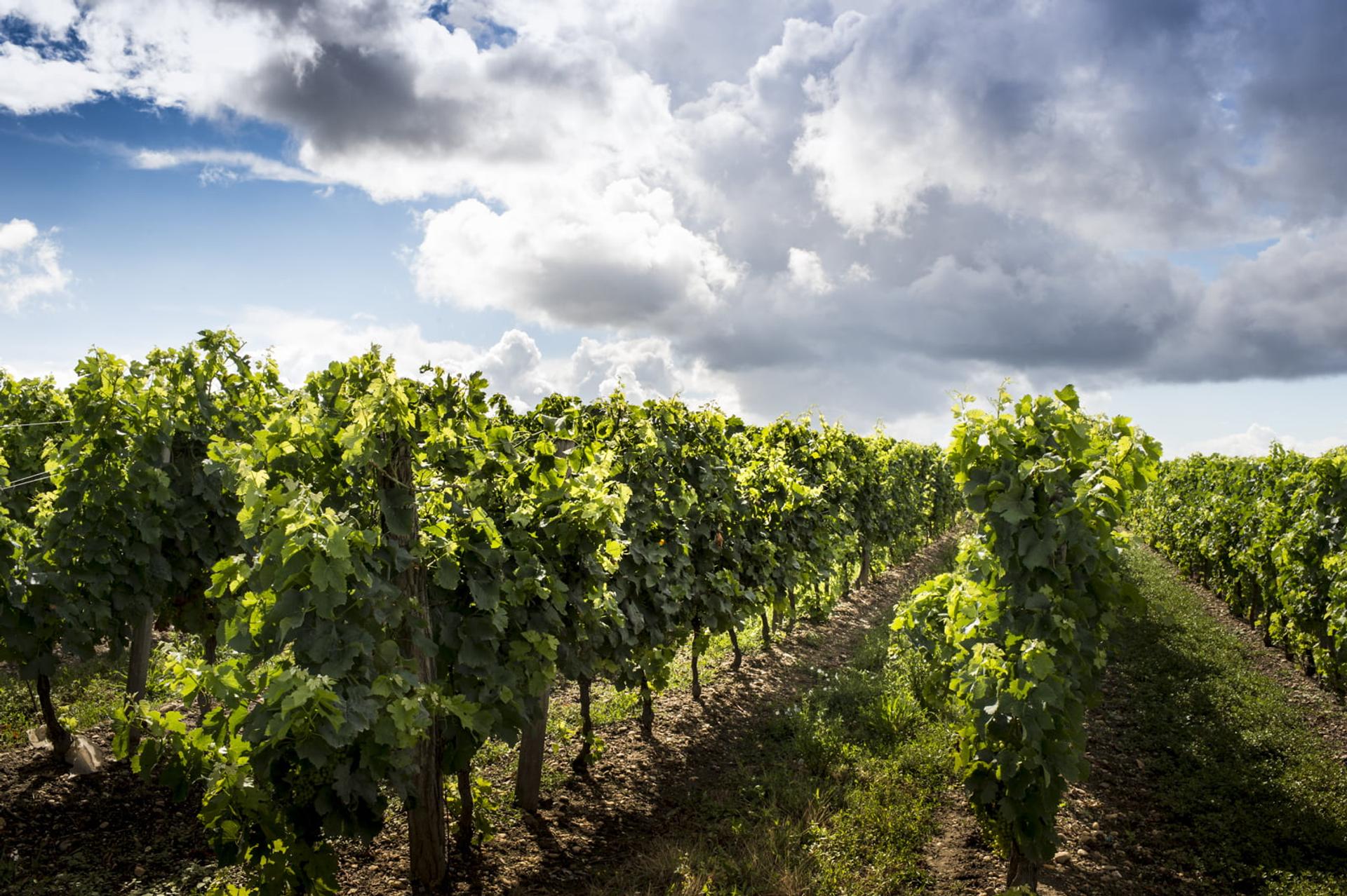 château PONTET BEL AIR