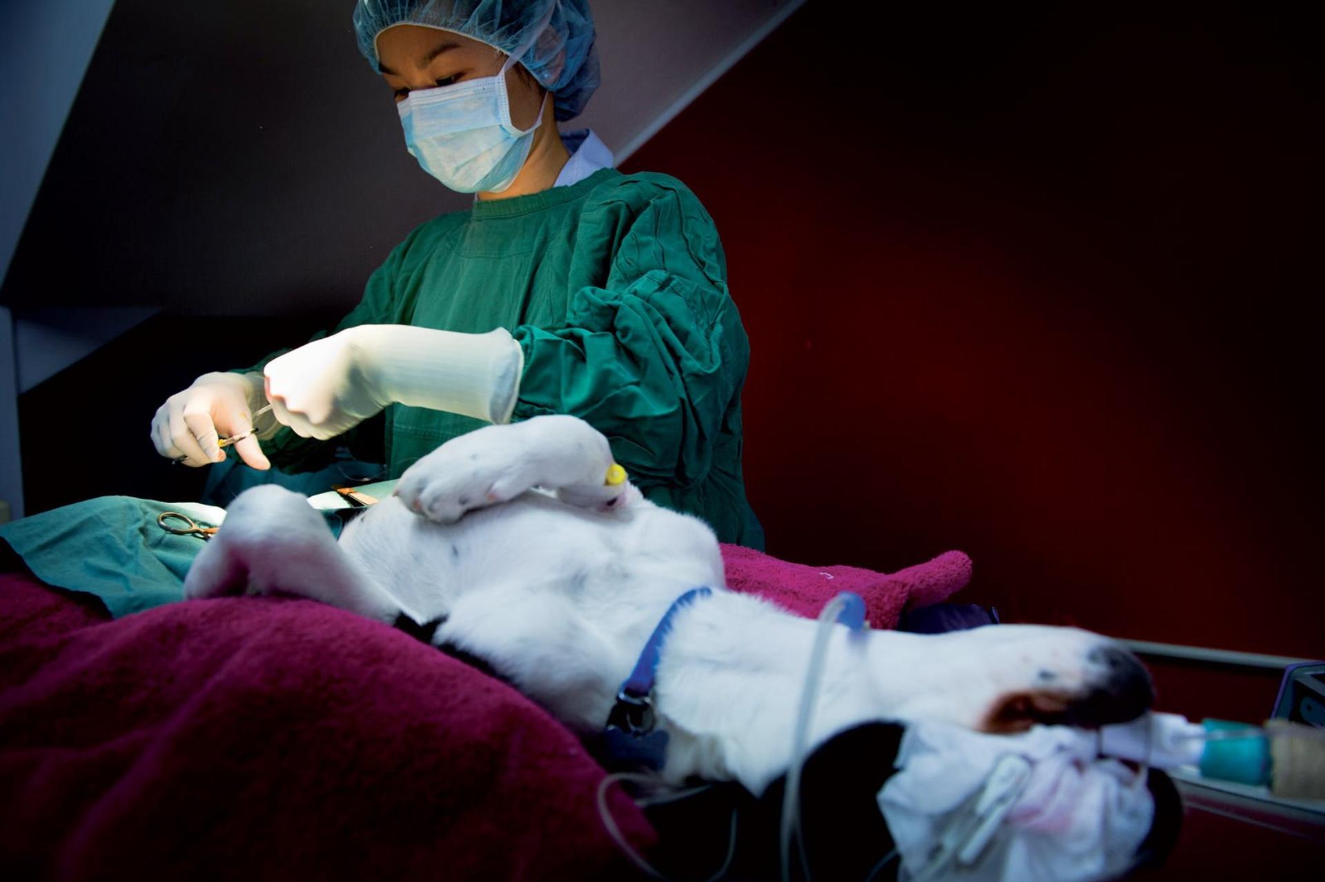 ceva santé animale