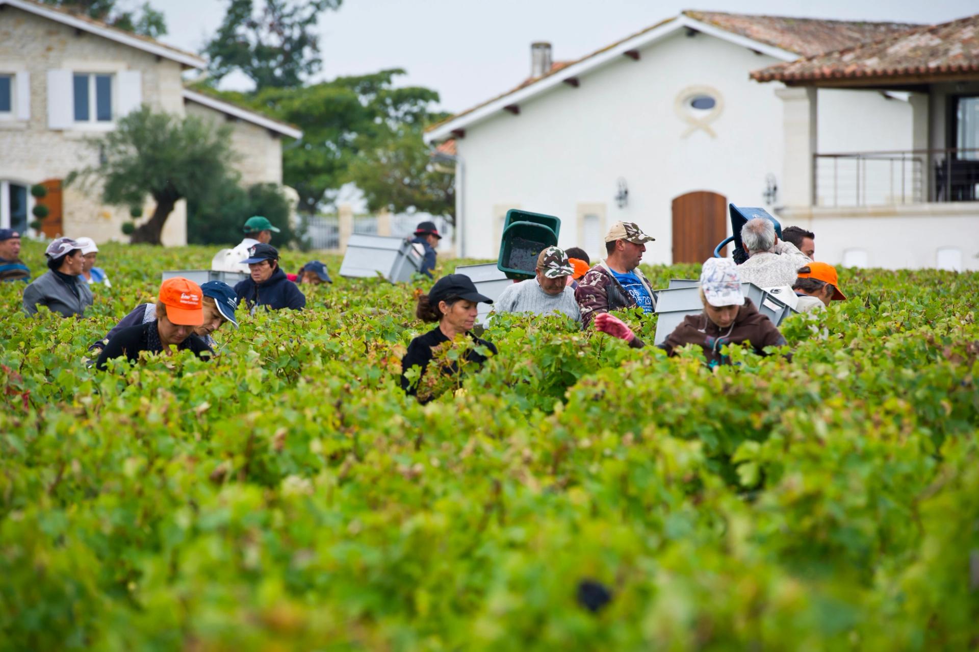Grand cru bordelais