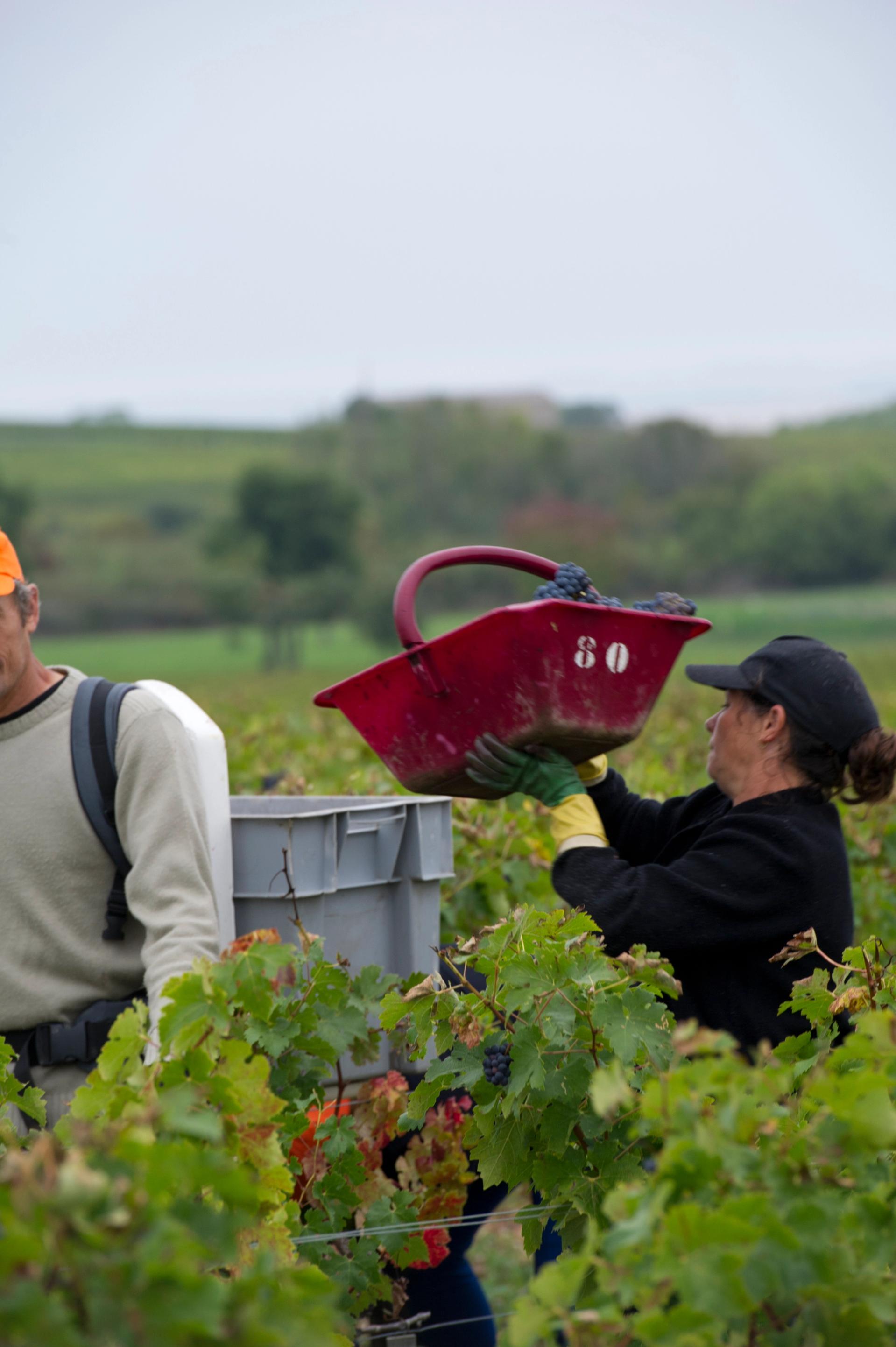 Grand cru bordelais