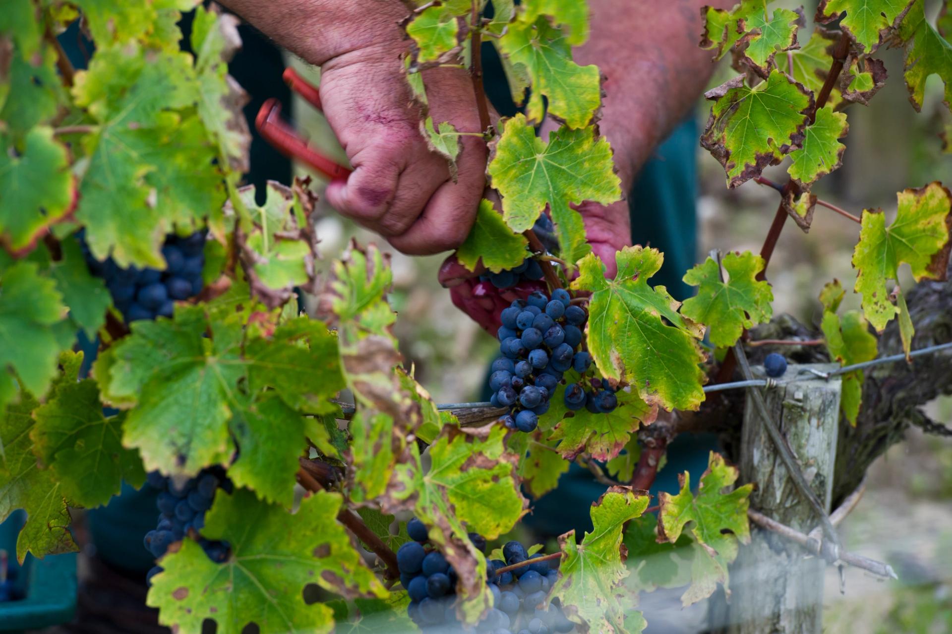 Grand cru bordelais