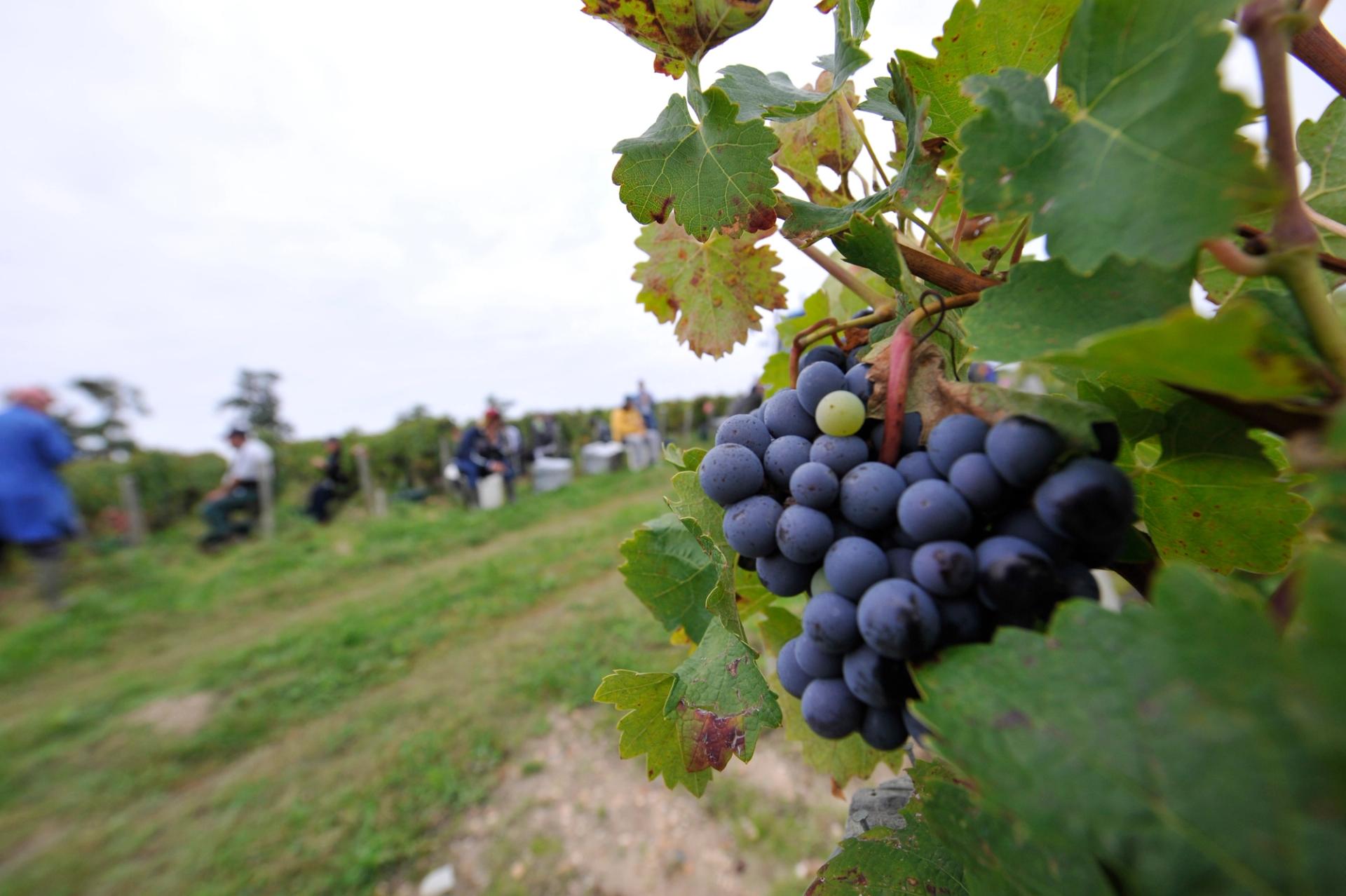 Grand cru bordelais
