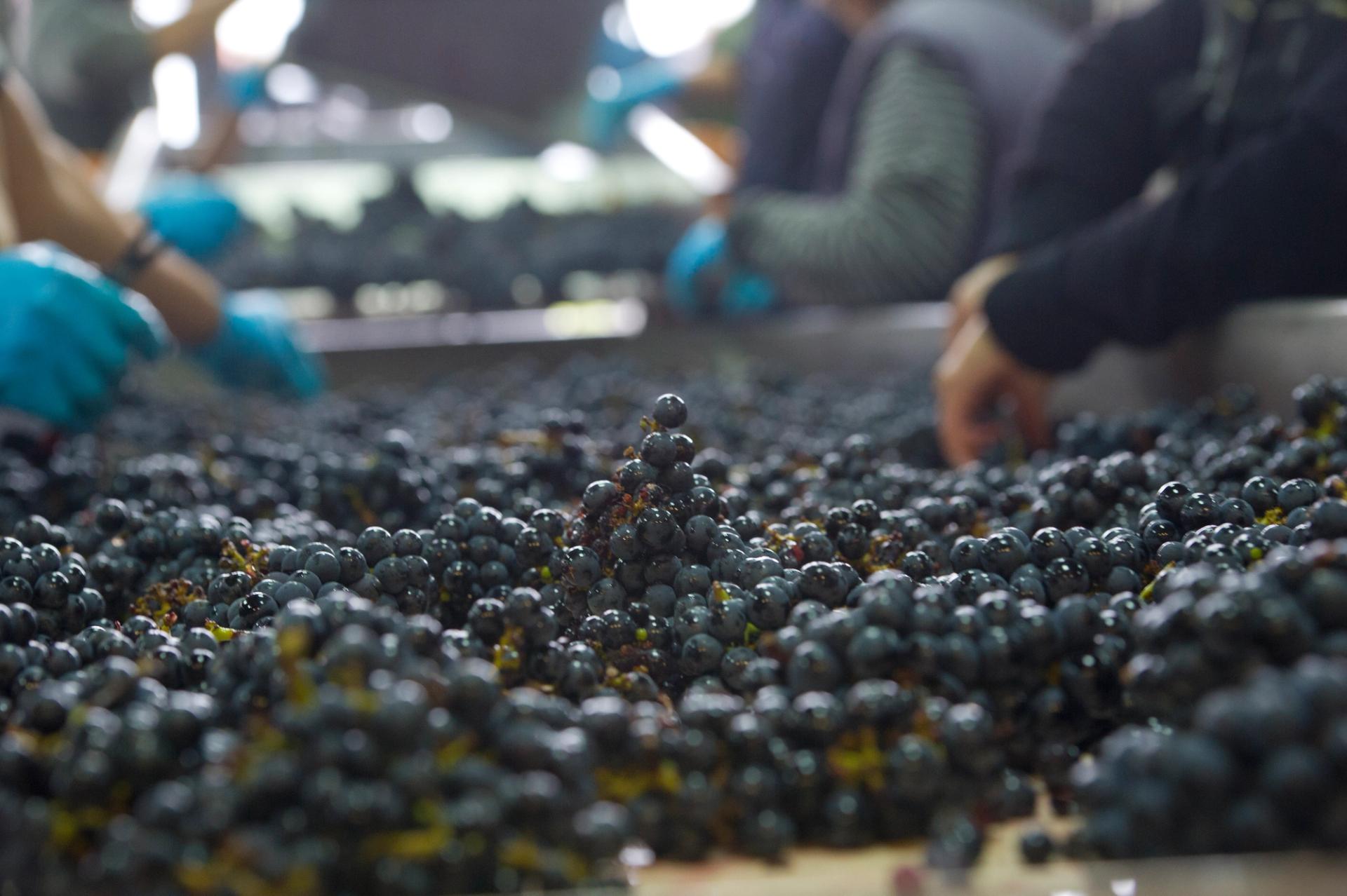 Grand cru bordelais