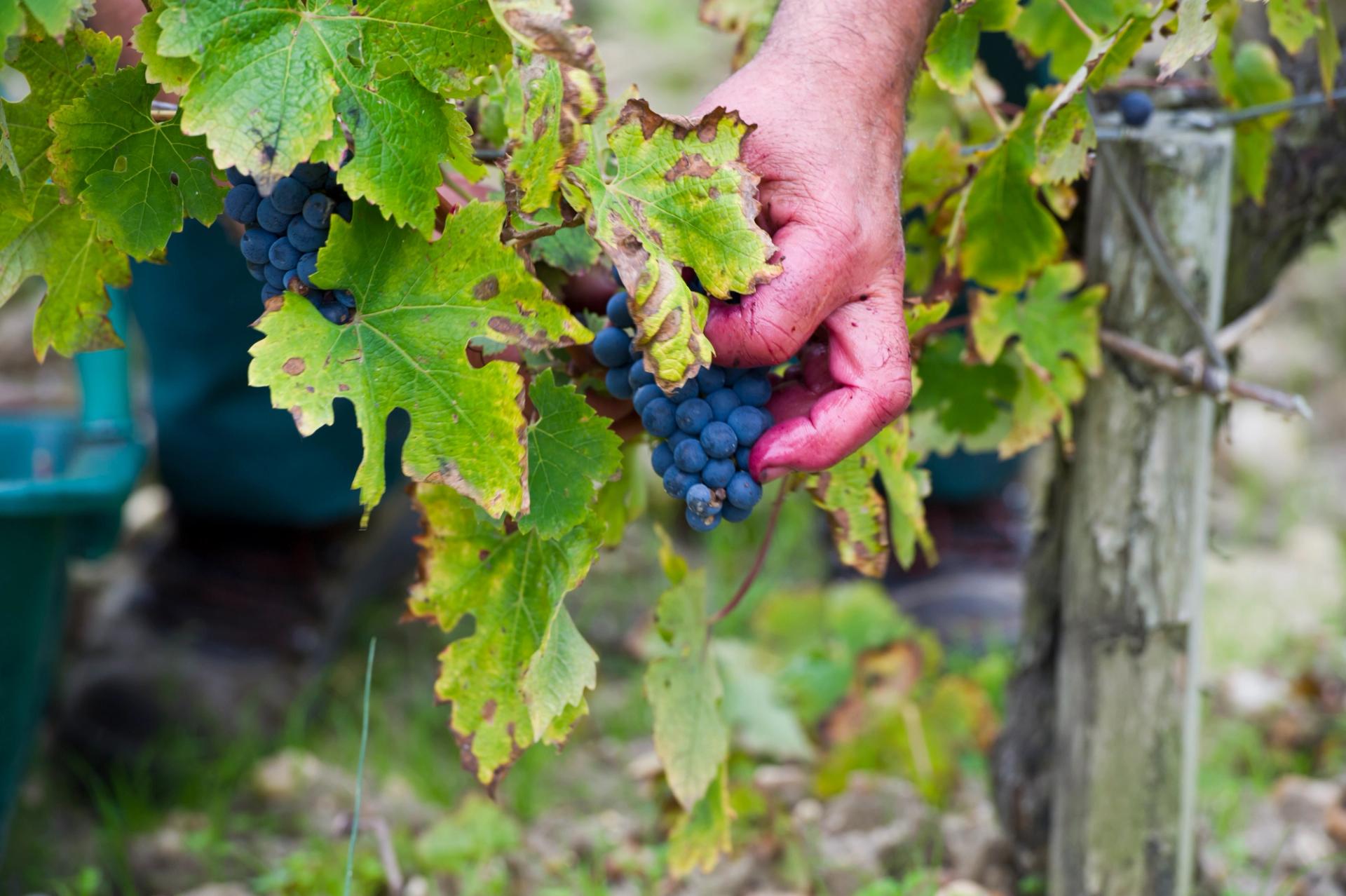 Grand cru bordelais