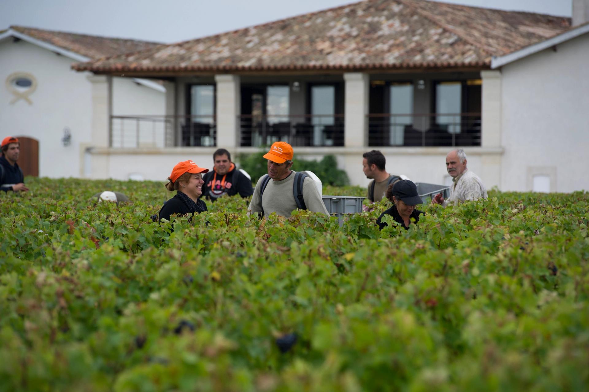 Grand cru bordelais