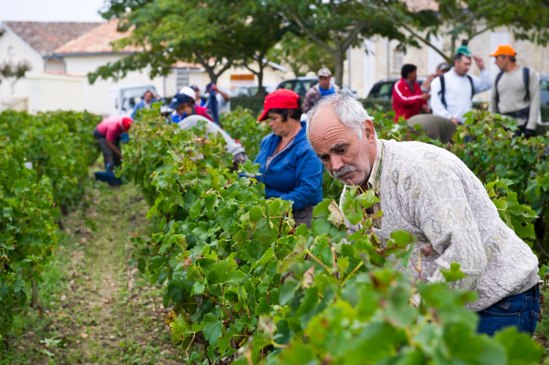 Grand cru bordelais