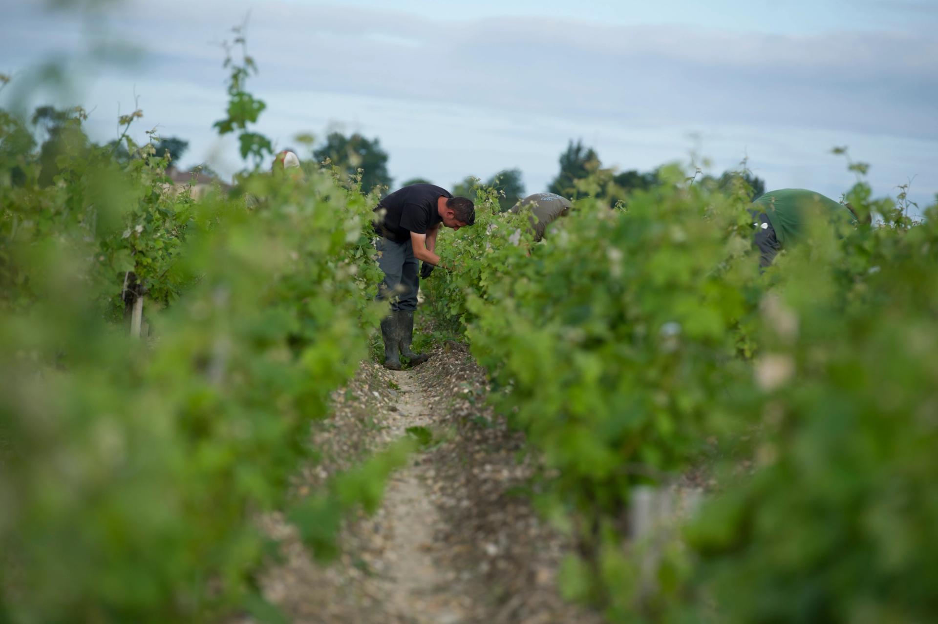 Grand cru bordelais