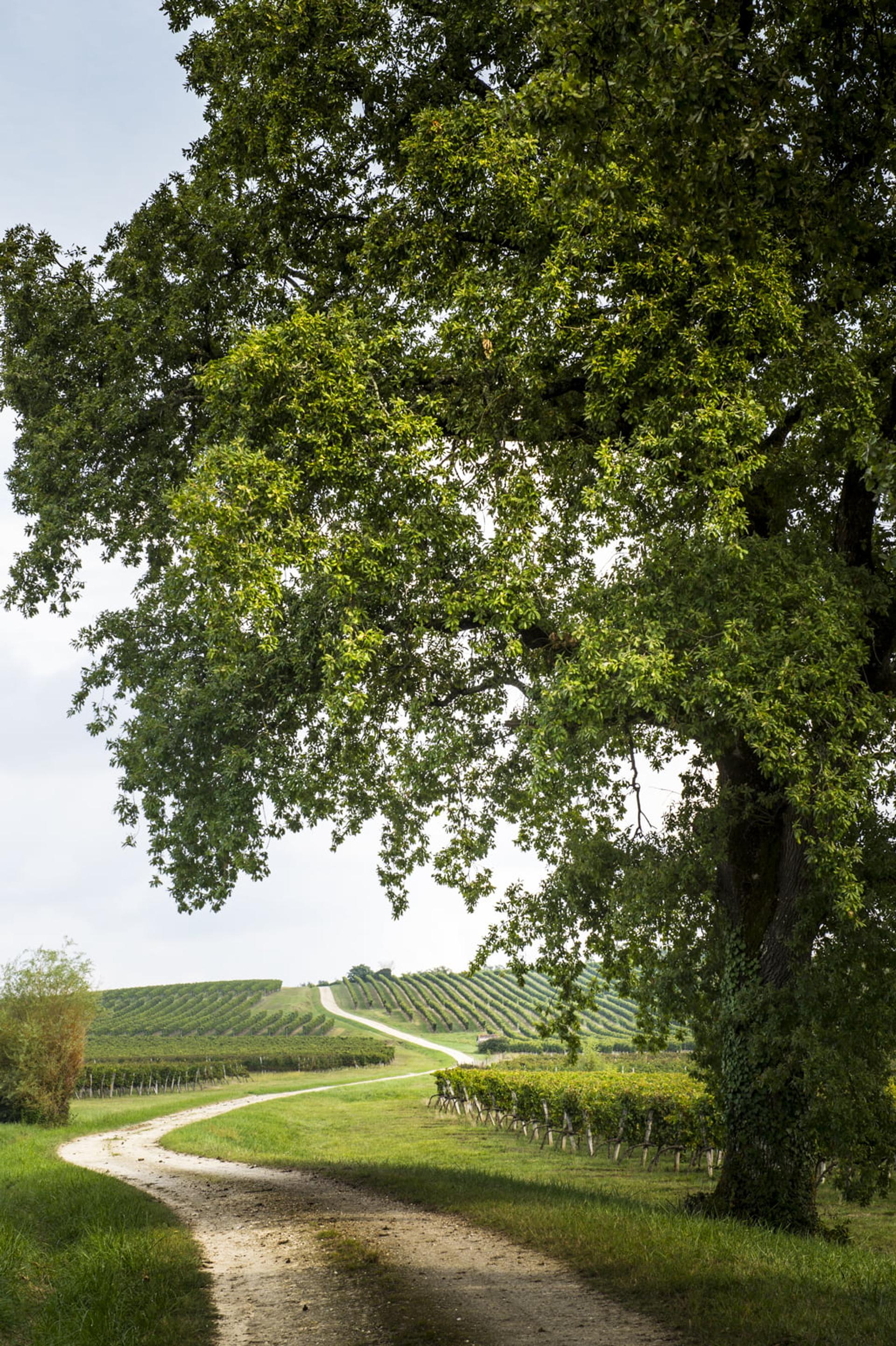 château PONTET BEL AIR
