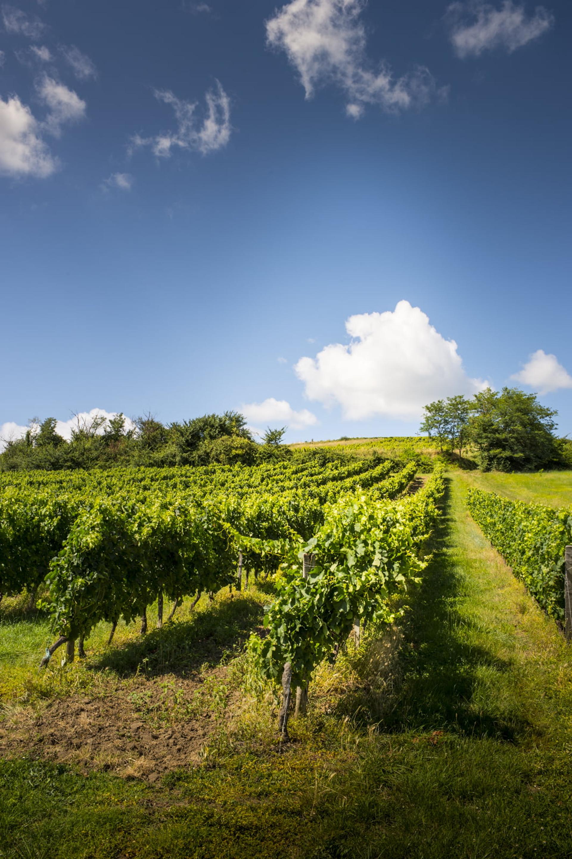 château PONTET BEL AIR