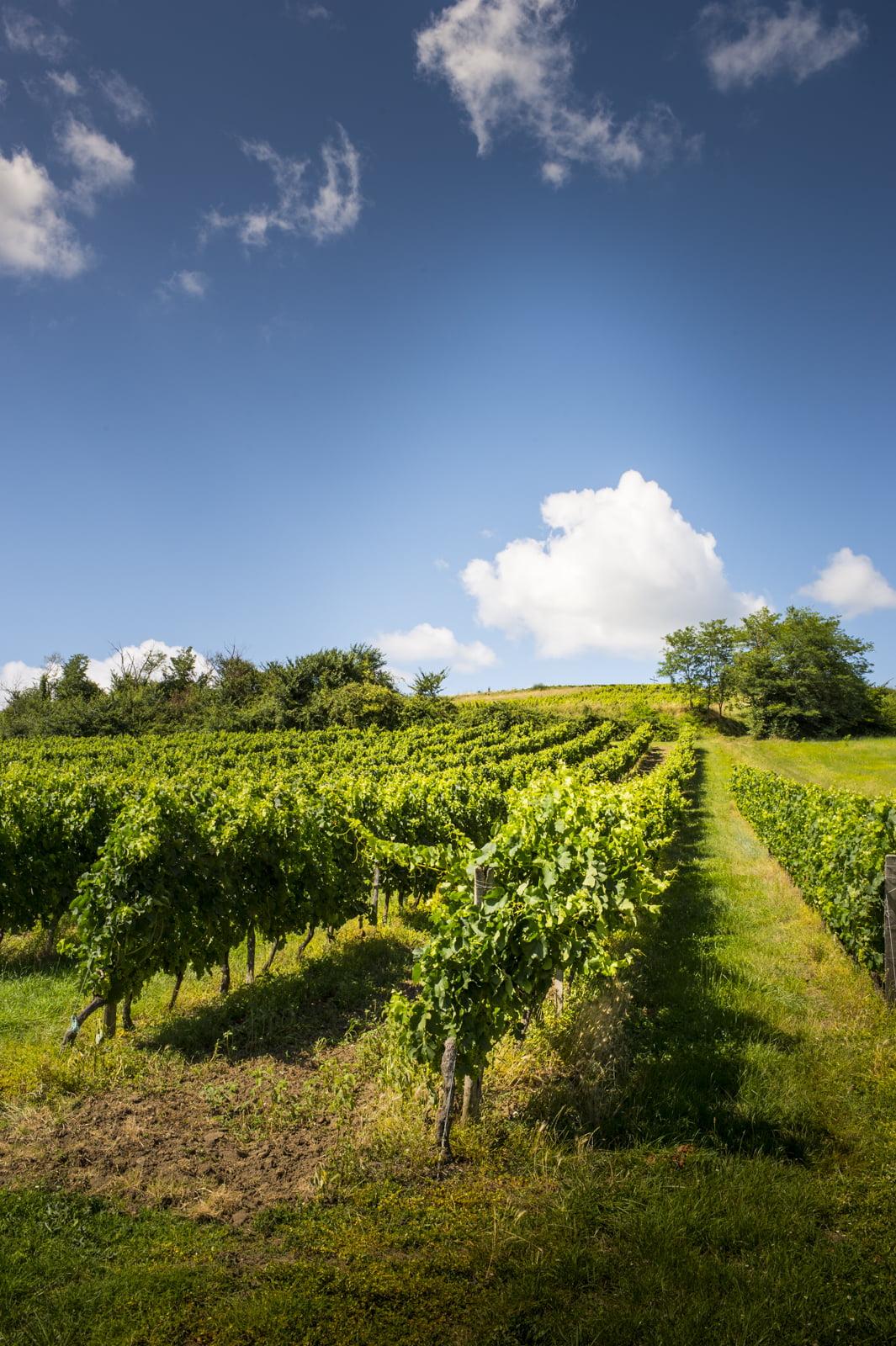 château PONTET BEL AIR