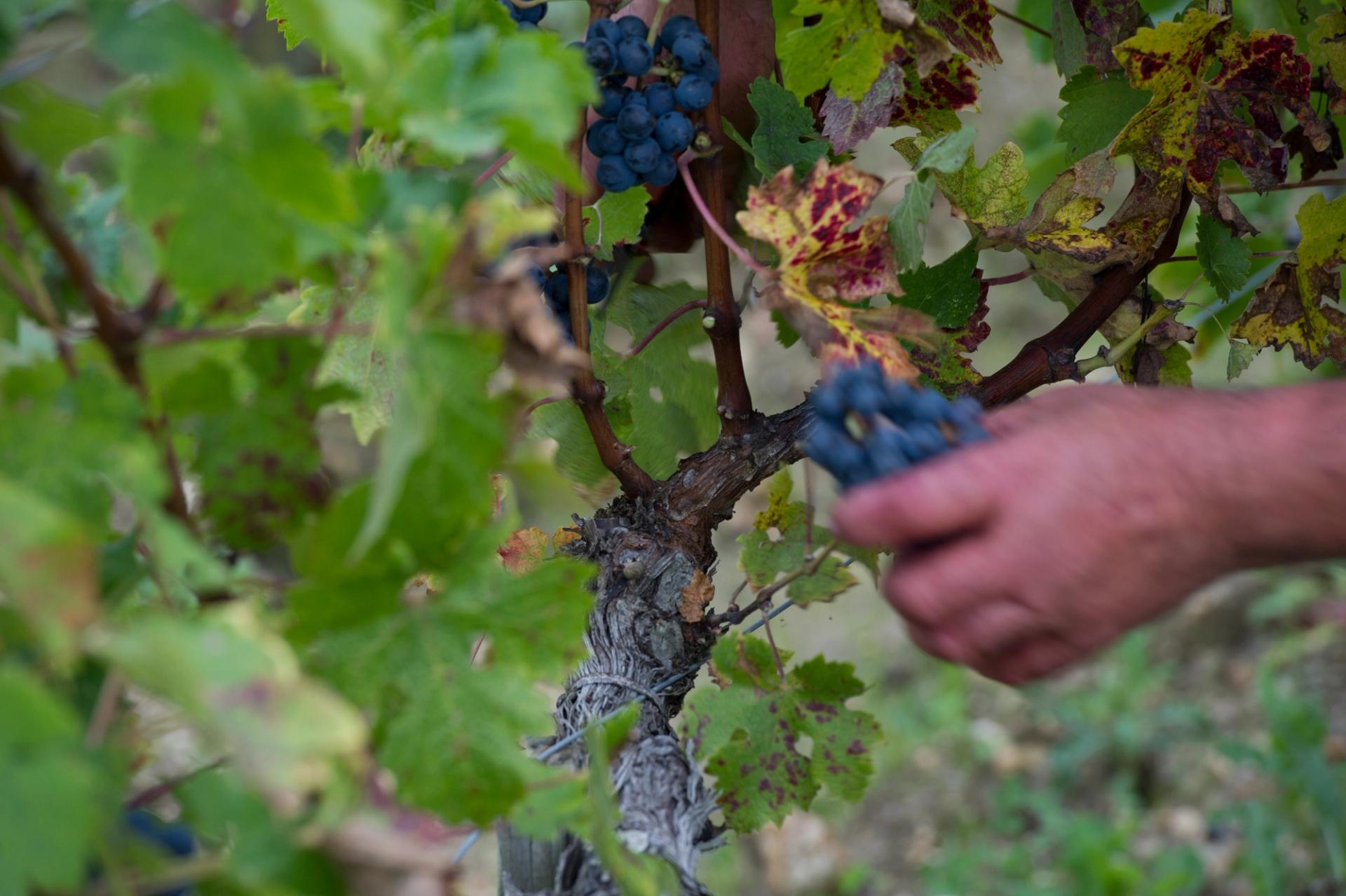 Grand cru bordelais