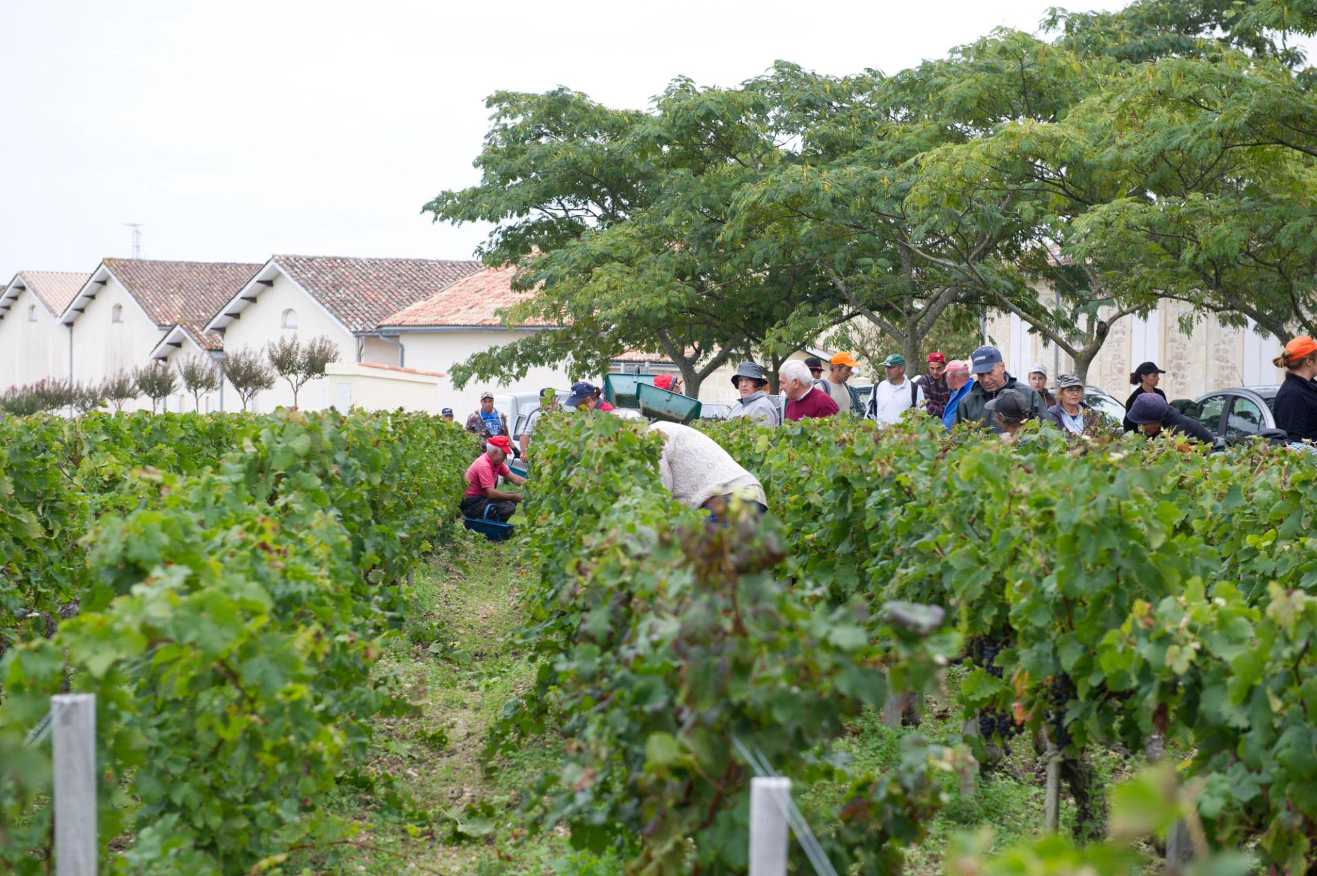 Grand cru bordelais