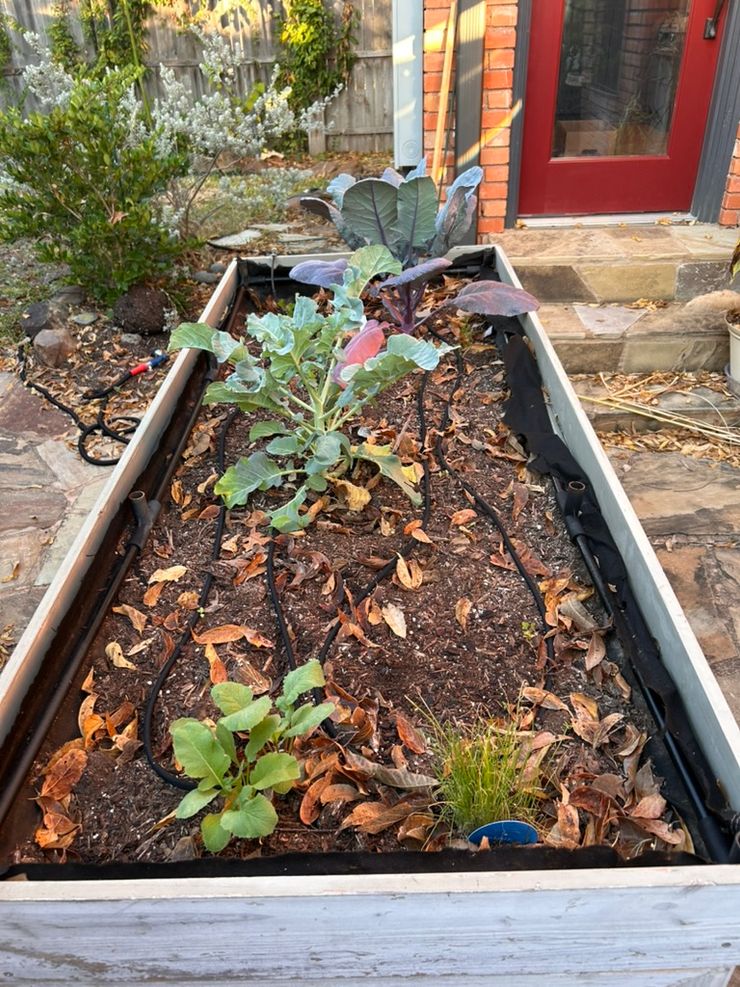 Second raised bed with brassicas growing in fall and winter