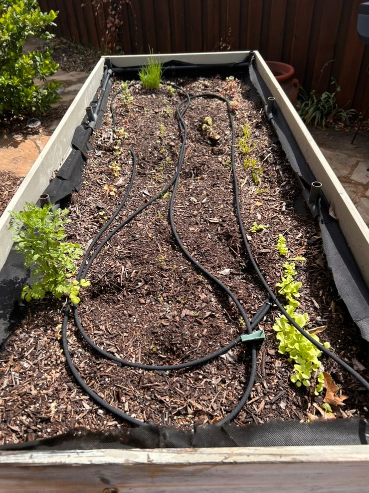 Spring bed with seedlings coming in — lettuce, herbs, and carrots