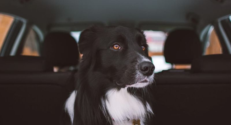 Mit Hund im Firmenwagen – Das sollten Sie wissen