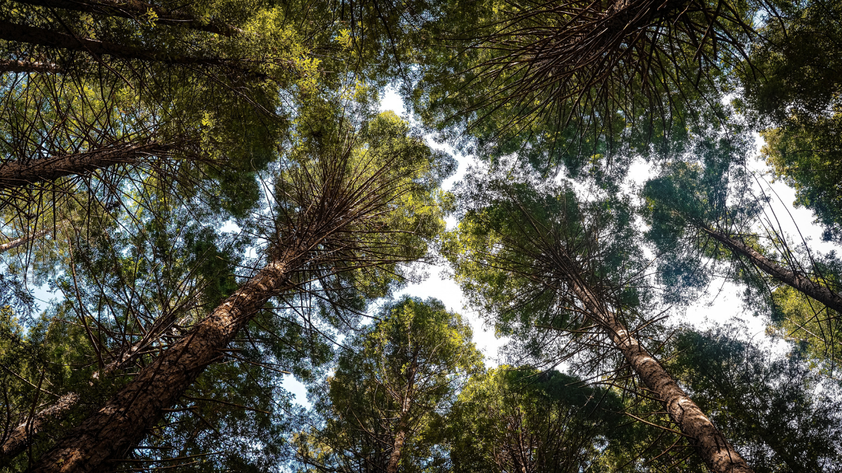New Zealand canopy ecosystem