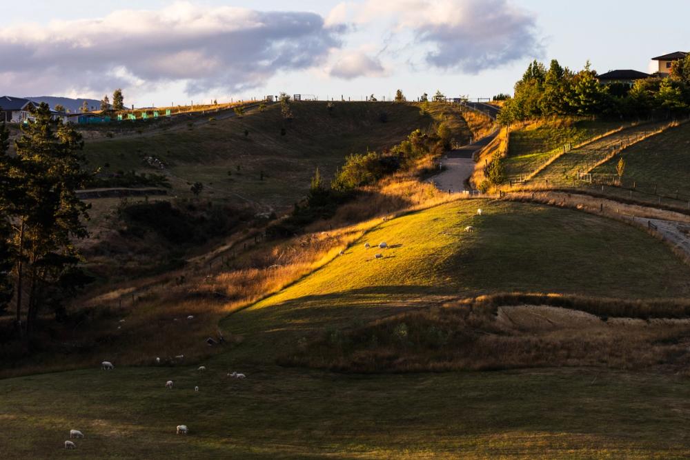 New Zealand farmland with sheep and sun streaming down on hill