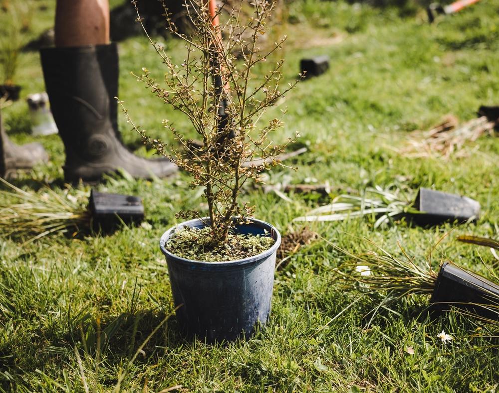 Planting native New Zealand trees Planting native New Zealand trees