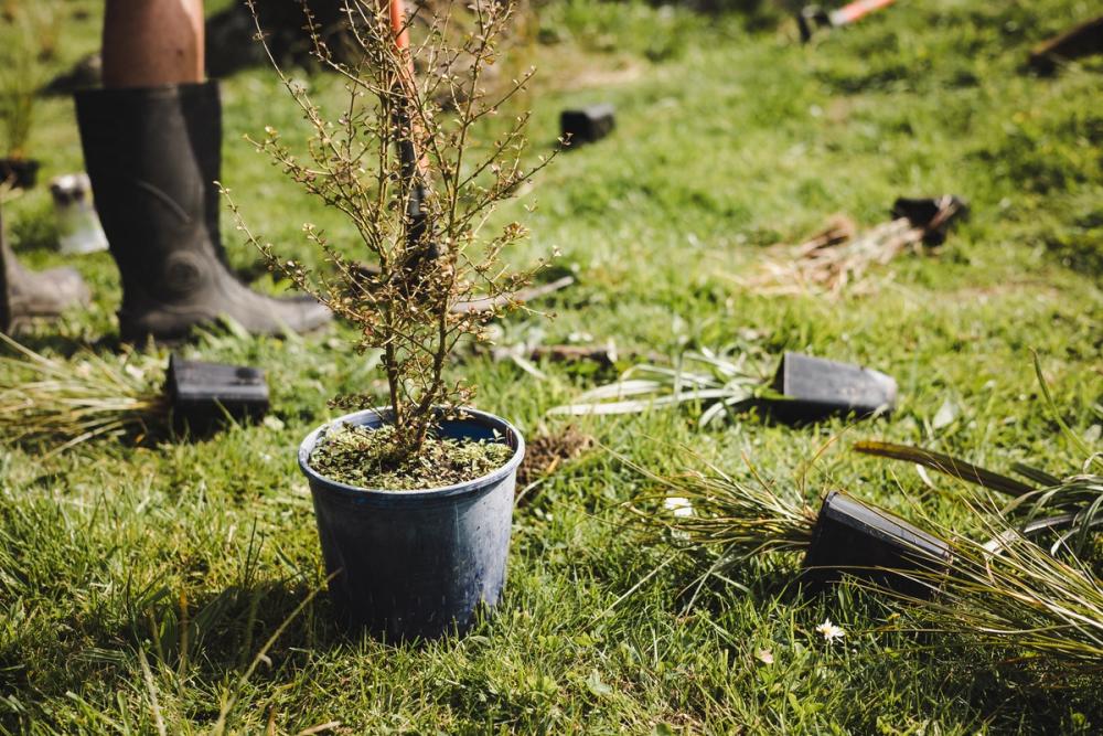 Image shows New Zealand native afforestation planting project.