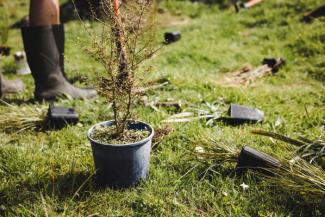 Image shows afforestation, a native planting project enabled by carbon credits