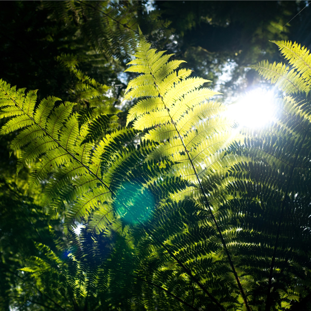 Green ferns with sunlight streaming through