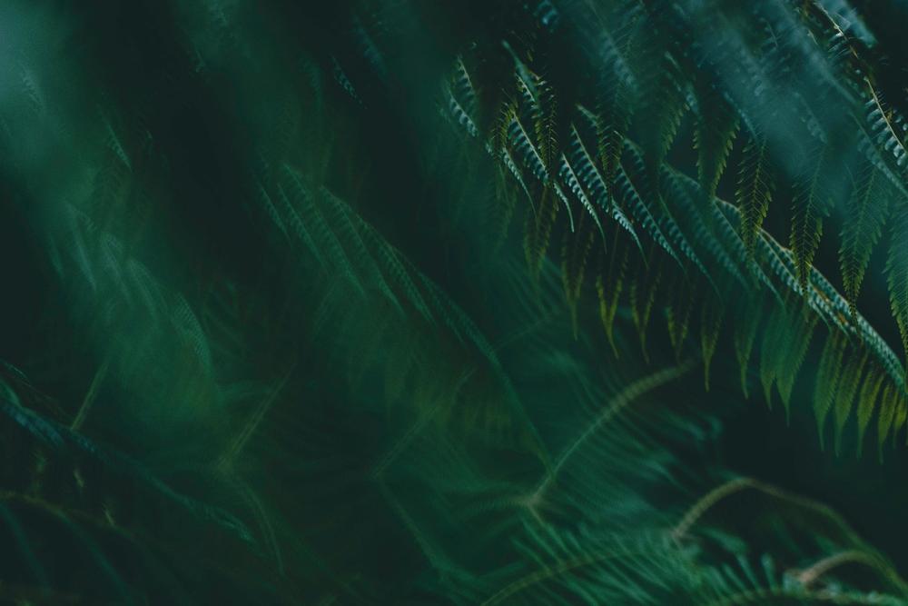 New Zealand green fern New Zealand green fern