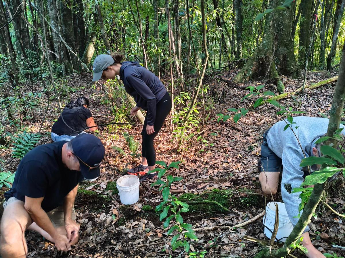 Rubix team planting at Mountain Maungatautari Sanctuary Rubix team planting at Mountain Maungatautari Sanctuary