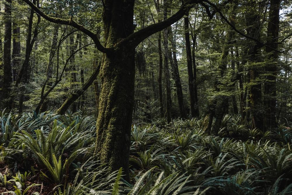 New Zealand forest New Zealand forest