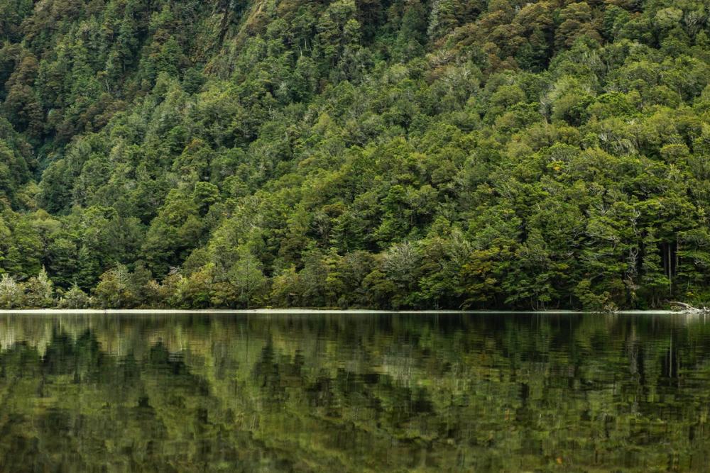 Lush forest greenery reflecting on water Lush forest greenery reflecting on water