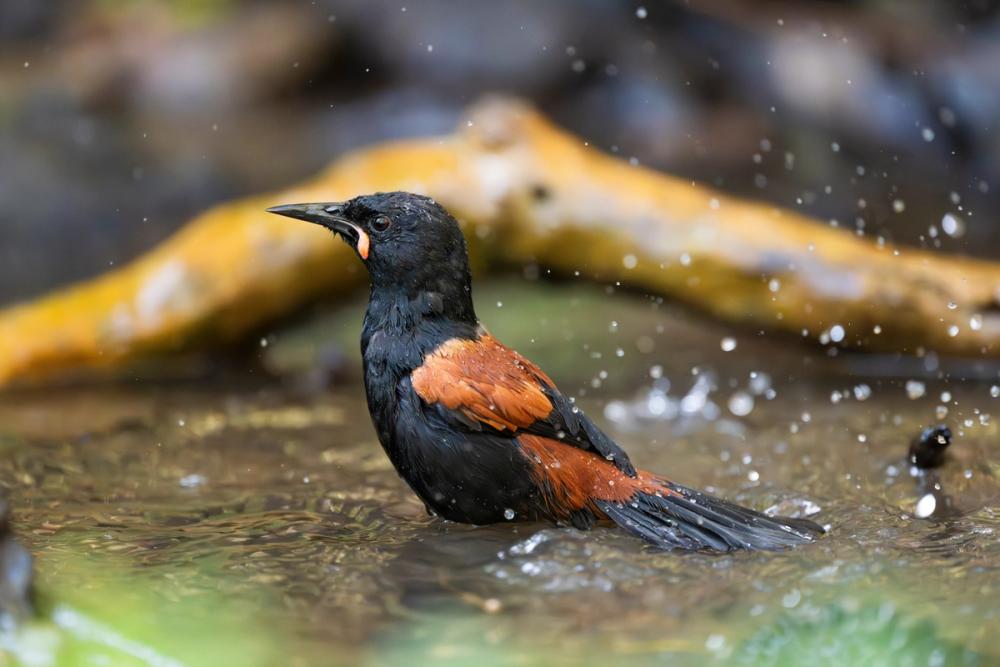 A native north island saddle back bird splashes in a river