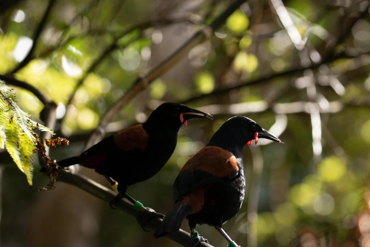 Pair Of New Zealand Endangered Saddleback Pair Of New Zealand Endangered Saddleback